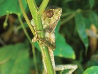 Helmeted_basilisk_lizard-_Manuel_Antonio-_Costa_Rica-small